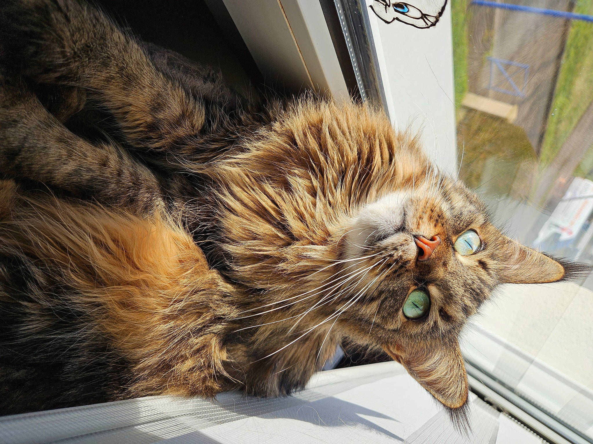 Marcelline participe au concours pour gagner de l'argent avec cette photo : carnivore, cat, claw, comfort, domestic_short_haired_cat, fawn, felidae, foot, fur, metal, nap, paw, sleep, small_to_medium_sized_cats, snout, tail, terrestrial_animal, whiskers, wildlife, wood