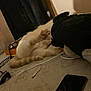 Todd is registered to the contest to win money with this photo: cat, paw, stuffed_toy, cable, smartphone, table, indoor, wall, curtain, orange_and_white_cat, lying_down, shadow, clutter, cord, electronic_device, furniture, relaxing, domestic_animal, soft_toy, resting