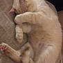 cat, sleeping, curled_up, paw, cozy, feline, resting, indoor, pet, cute, soft, fur, relaxed, animal, tabby, pink_paw, whiskers, bed, comfort, quiet