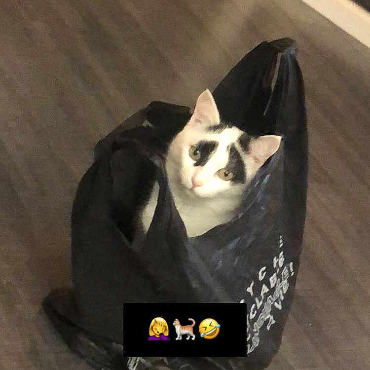Mimi Chat