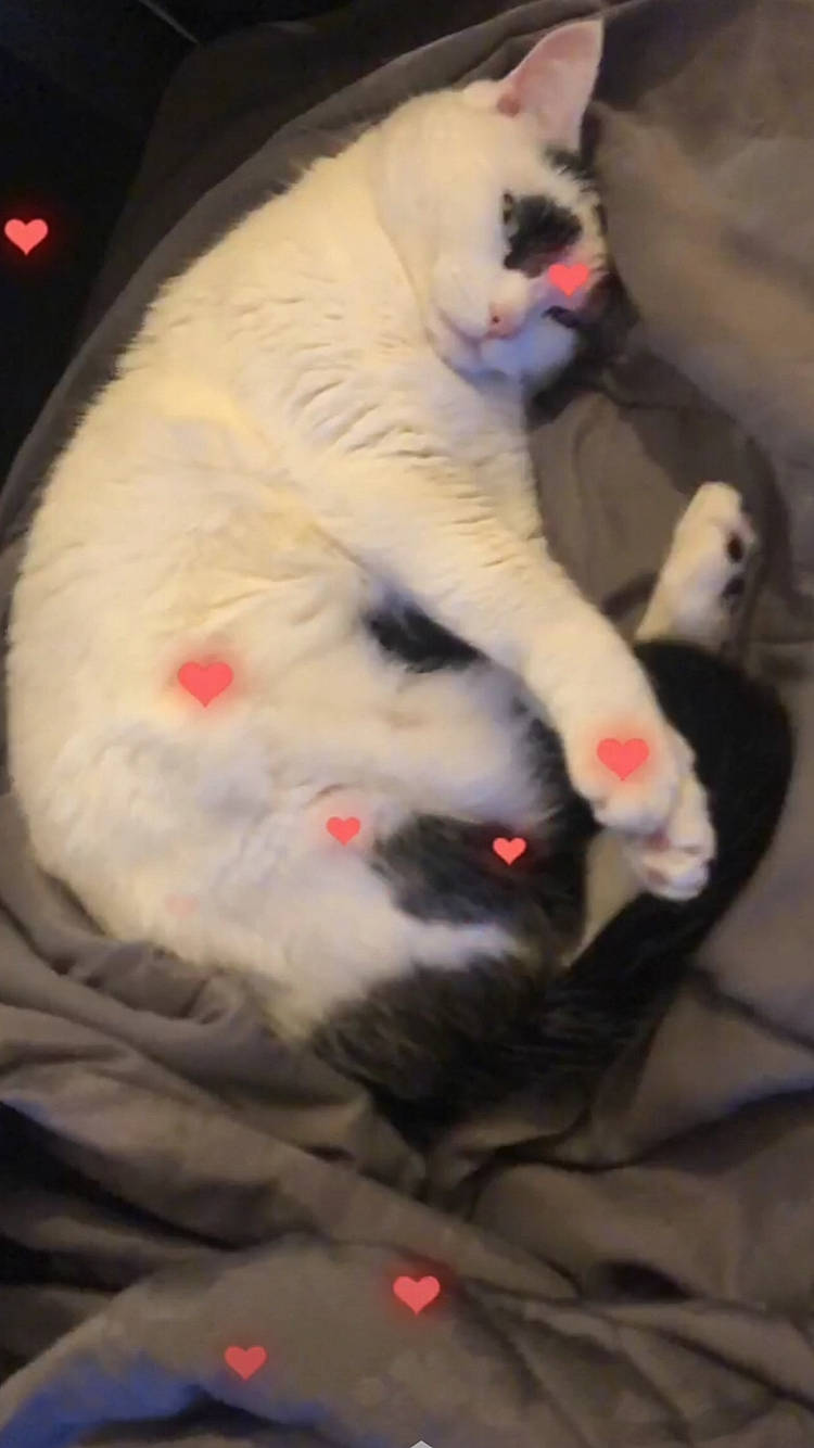 Mimi Chat participe au concours pour gagner de l'argent avec cette photo : canidae, carnivore, cat, dog_breed, felidae, fur, kitten, puppy, small_to_medium_sized_cats, tail, whiskers