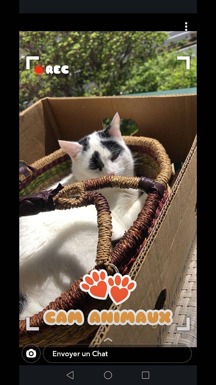 Mimi Chat participe au concours pour gagner de l'argent avec cette photo : adaptation, cat, felidae, humour, organism, photo_caption, photography, whiskers, wildlife