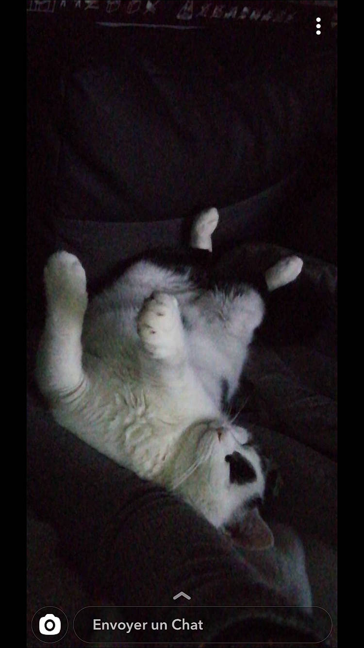 Mimi Chat a rejoint le concours — aidez-le/la à gagner de superbes lots ! american_curl, canidae, carnivore, cat, felidae, fur, kitten, norwegian_forest_cat, nose, paw, polydactyl_cat, ragdoll, small_to_medium_sized_cats, tail, whiskers