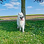 dog, white_dog, grass, flowers, tree, blue_sky, clouds, nature, outdoor, tongue_out, happy_dog, canine, meadow, spring, field, sunlight, pet, animal, mammal, daytime