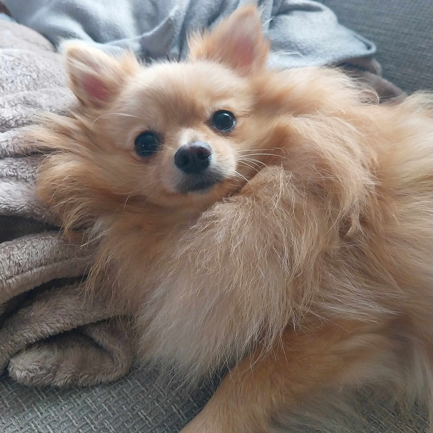 Nouille a rejoint le concours — aidez-le/la à gagner de superbes lots ! dog, pomeranian, fluffy, pet, cute, animal, indoor, couch, blanket, fur, resting, relaxed, small_dog, companion, face, ears, paw, cozy, portrait, looking