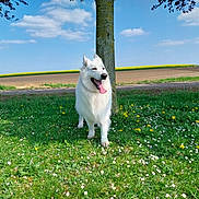 Phalco a rejoint le concours — aidez-le/la à gagner de superbes lots ! animal, blue_sky, canine, clouds, dog, field, flowers, grass, happy, landscape, meadow, nature, outdoor, pet, rural, summer, sunny, tongue_out, tree, white_dog
