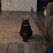 Kylo is registered to the contest to win money with this photo: cat, tabby_cat, indoor, rug, wood_floor, furniture, cabinet, living_room, pet, animal, curious, sitting, eyes, whiskers, ears, home, cozy, flooring, decor, quiet