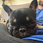 Lola joined the competition — help win amazing prizes! black_fur, blue_shirt, brown_markings, close_up, companion, couch, cozy, dog, ears, face, french_bulldog, indoor, lap, person, pet, relaxed, resting, sleepy, snout, wrinkles