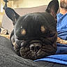 black_fur, blue_shirt, brown_markings, close_up, companion, couch, cozy, dog, ears, face, french_bulldog, indoor, lap, person, pet, relaxed, resting, sleepy, snout, wrinkles