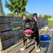 Lola joined the competition — help win amazing prizes! dog, french_bulldog, tongue_out, bench, wood, outdoor, sunny, daylight, happy, pet, animal, blurred_background, tree, sky, park, leash, collar, canine, closeup, smiling