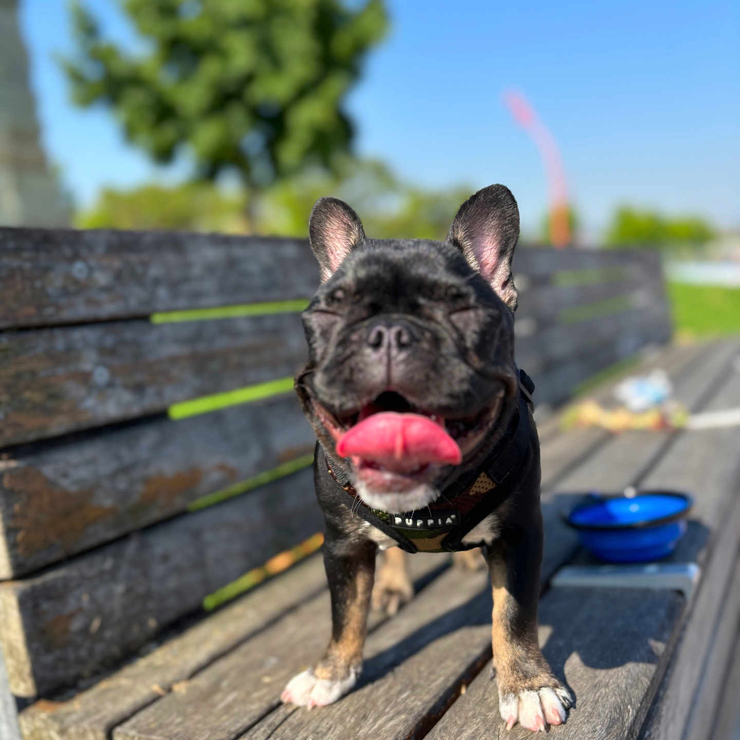 Lola joined the competition — help win amazing prizes! animal, bench, blurred_background, canine, closeup, collar, daylight, dog, french_bulldog, happy, leash, outdoor, park, pet, sky, smiling, sunny, tongue_out, tree, wood
