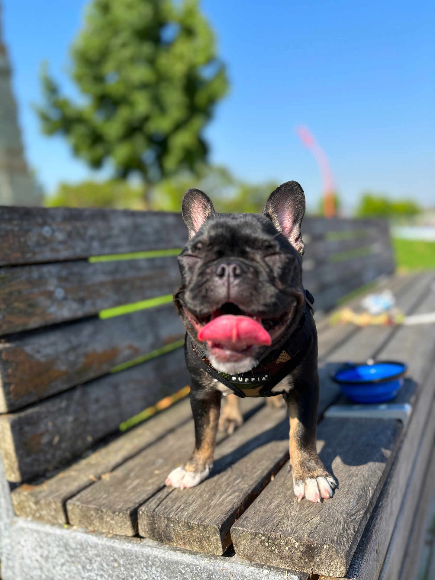 Lola