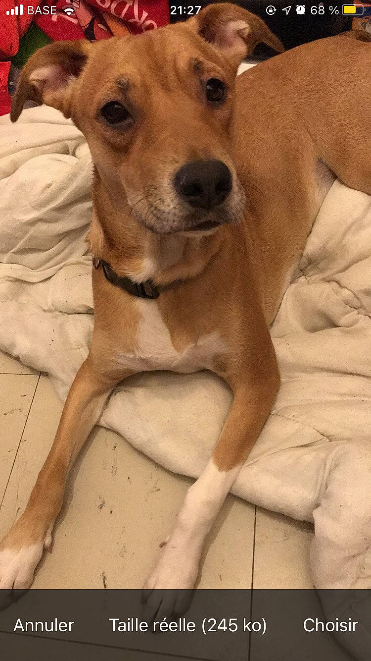 Nala a rejoint le concours — aidez-le/la à gagner de superbes lots ! ancient_dog_breeds, canidae, carnivore, collar, companion_dog, dog, dog_breed, dog_collar, dog_supply, fawn, fur, liver, non_sporting_group, snout, sporting_group, street_dog, terrestrial_animal, whiskers, working_animal, working_dog