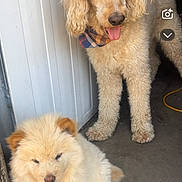 Biscuit joined the competition — help win amazing prizes! animal, bandana, companion, concrete_floor, curly_fur, cute, dog, door, fluffy, friendly, fur, garage, indoor, mammal, pet, puppy, sitting, standing, tongue_out, two_dogs