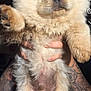 Biscuit is registered to the contest to win money with this photo: adorable, animal, animal_portrait, close_up, cute, dog, face, fluffy, friendly, fur, holding, indoors, light_color, paw, pet, pet_owner, portrait, puppy, tattooed_hands, young_dog