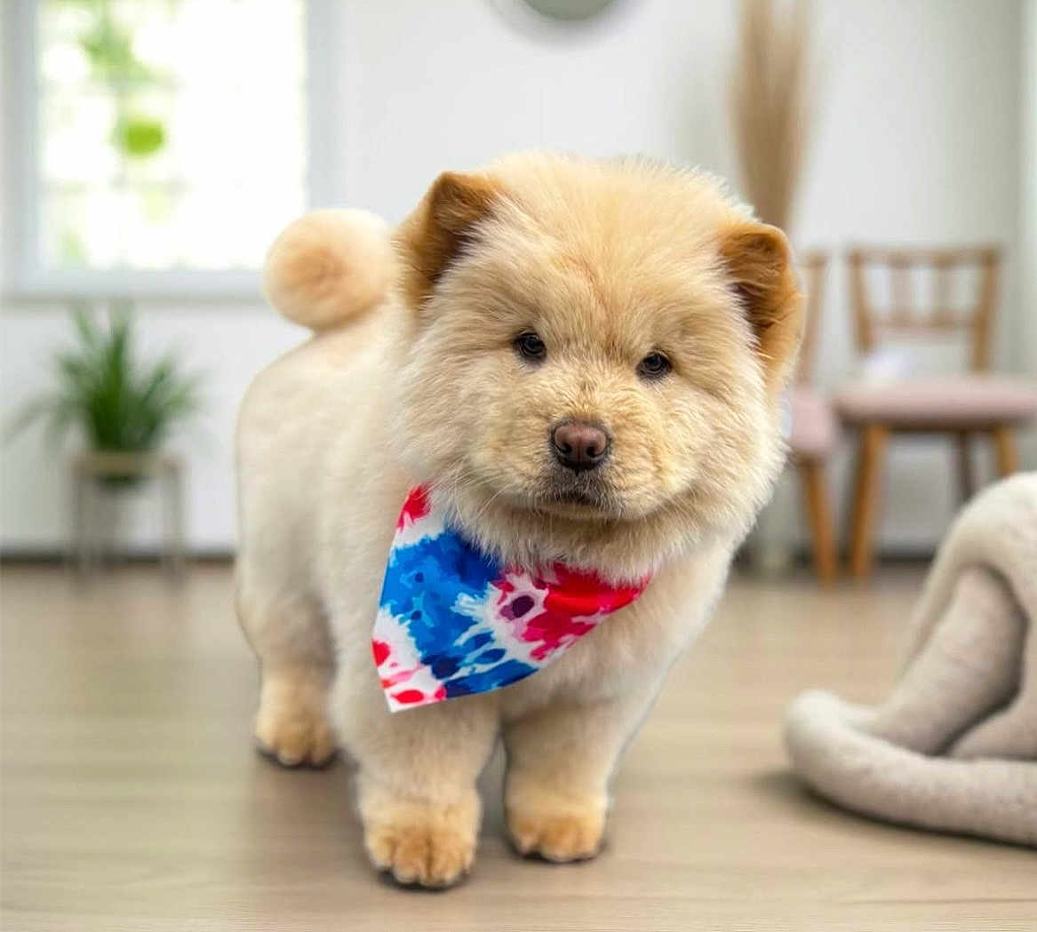 Biscuit