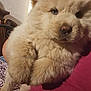 Biscuit is registered to the contest to win money with this photo: animal, bed, close_up, cozy, cute, dog, eyes, fluffy, fur, furniture, holding, human_arm, indoor, light_brown, nose, pet, portrait, puppy, soft_light, young_dog