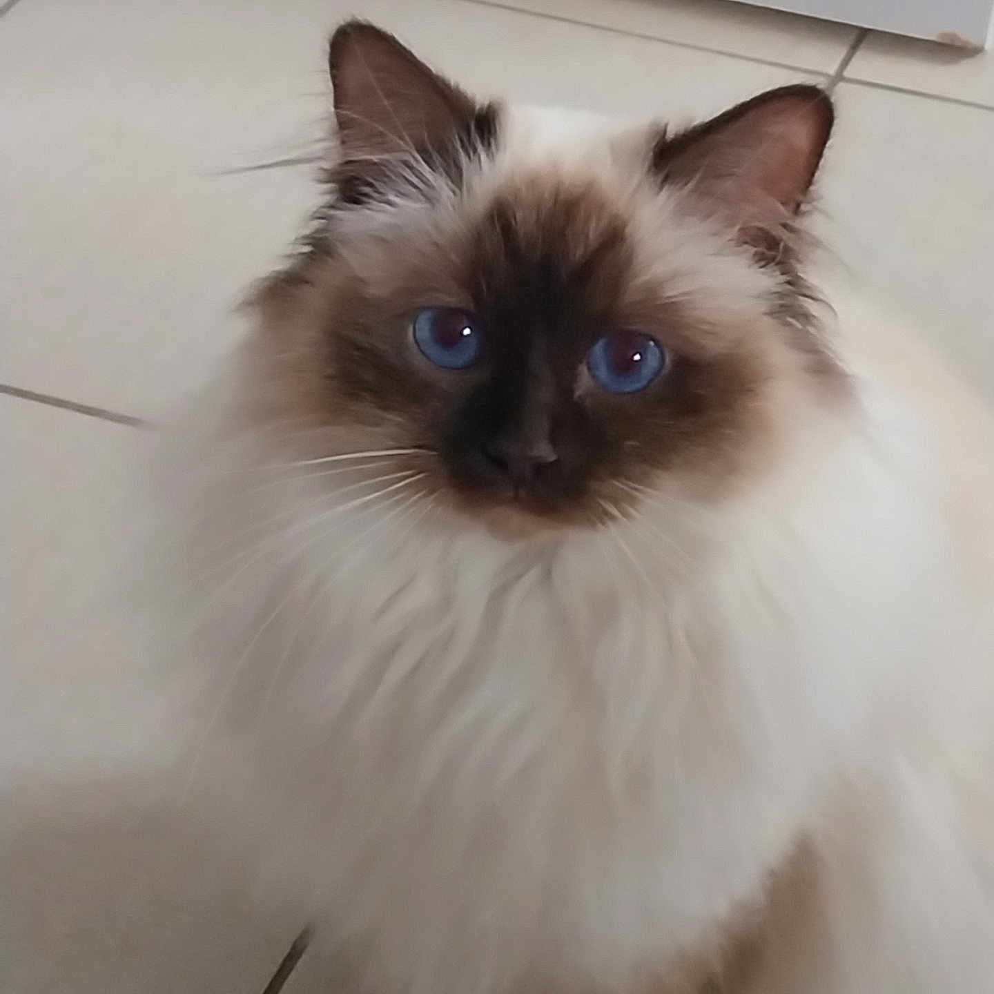 Praline participe au concours pour gagner de l'argent avec cette photo : angora, animal, cat, kitten, manx, pet, siamese