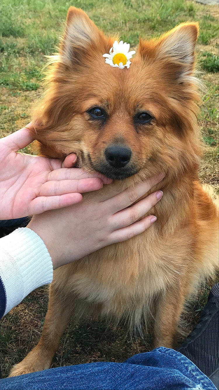 Lolita participe au concours pour gagner de l'argent avec cette photo : basque_shepherd_dog, canidae, carnivore, companion_dog, dog, dog_breed, elo, fawn, german_spitz, german_spitz_mittel, icelandic_sheepdog, mammal, pomeranian, puppy, rare_breed_dog, spitz, vertebrate, volpino_italiano