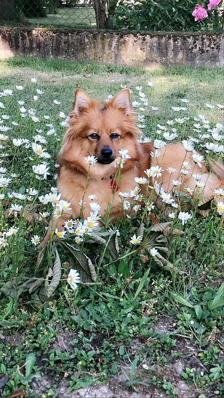 Lolita a rejoint le concours — aidez-le/la à gagner de superbes lots ! akita, akita_inu, ancient_dog_breeds, canidae, carnivore, companion_dog, dog, dog_breed, eurasier, fawn, finnish_spitz, german_spitz, german_spitz_mittel, icelandic_sheepdog, mammal, pembroke_welsh_corgi, pomeranian, shiba_inu, spitz, vertebrate