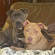 Roxie is registered to the contest to win money with this photo: animal_portrait, blanket, brown, canine, chain, closeup, collar, companionship, couch, dog, domestic_animal, friendship, furniture, gray, home, indoor, pet, pit_bull, relaxation, two_dogs