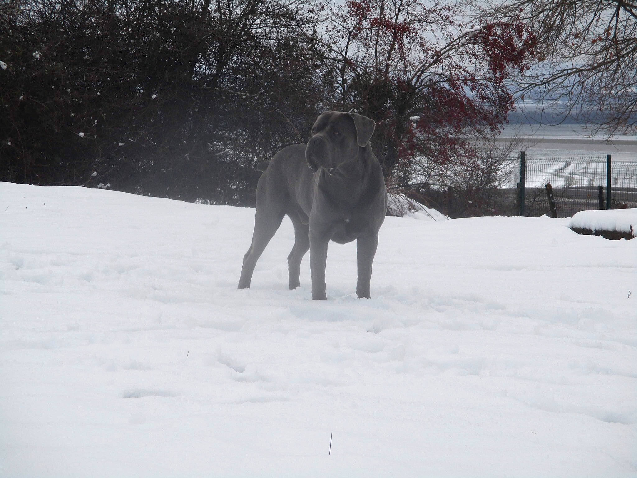 Jango Du Domaine De Papacharly participe au concours pour gagner de l'argent avec cette photo : art, canidae, carnivore, dog_breed, event, fawn, freezing, guard_dog, landscape, precipitation, snout, snow, sporting_group, tail, terrestrial_animal, tree, twig, wildlife, winter, working_animal