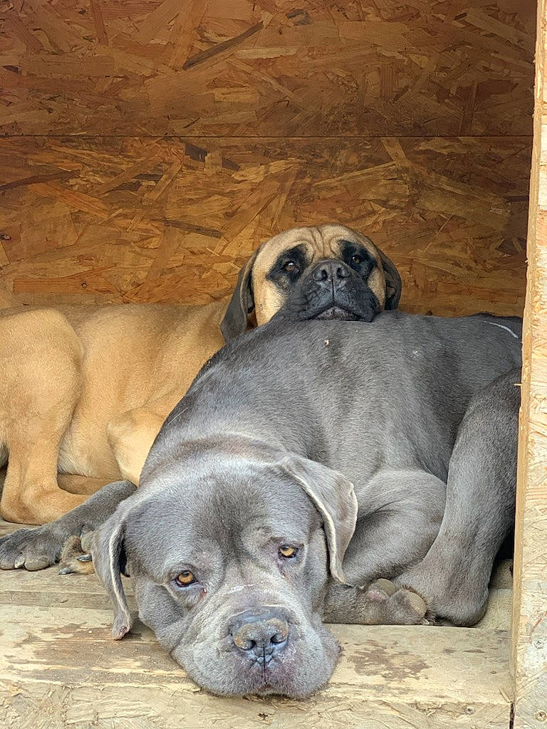 Jango Du Domaine De Papacharly a rejoint le concours — aidez-le/la à gagner de superbes lots ! canidae, carnivore, comfort, companion_dog, dog, dog_breed, fawn, fur, grey, liver, natural_material, non_sporting_group, snout, sporting_group, terrestrial_animal, wildlife, wood, working_animal, wrinkle