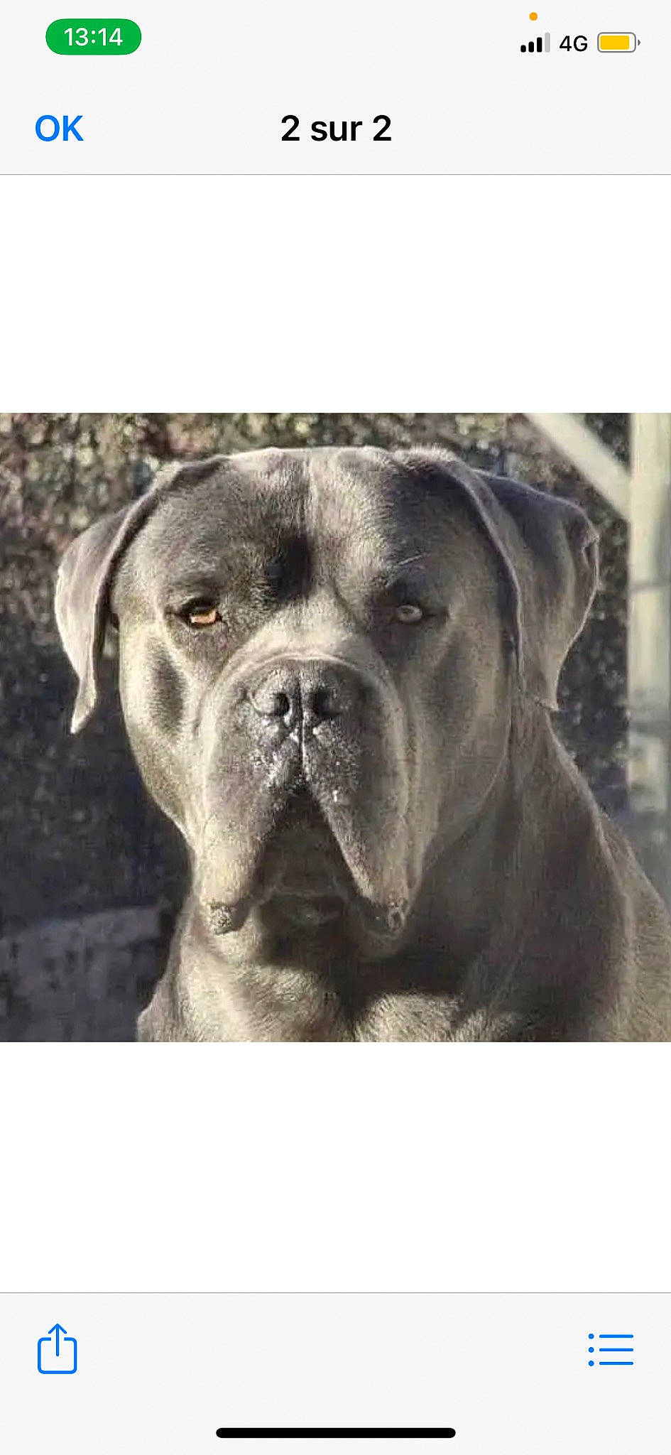 Jango Du Domaine De Papacharly a rejoint le concours — aidez-le/la à gagner de superbes lots ! ancient_dog_breeds, boxer, canidae, carnivore, companion_dog, dog, dog_breed, fawn, giant_dog_breed, guard_dog, metal, molosser, monochrome, monochrome_photography, snout, sporting_group, whiskers, working_animal, working_dog, wrinkle