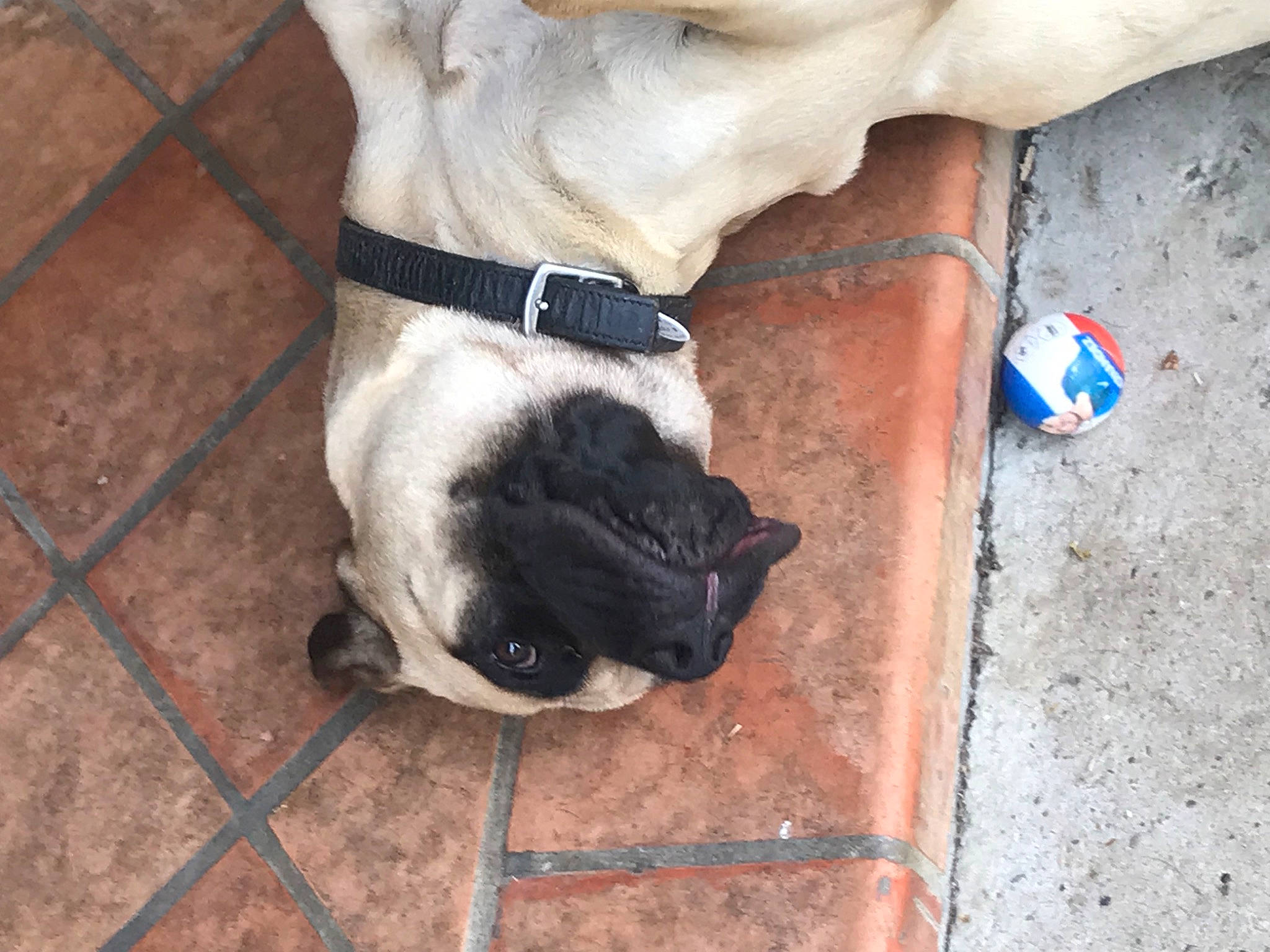 Ohana participe au concours pour gagner de l'argent avec cette photo : canidae, carnivore, collar, companion_dog, dog, dog_breed, dog_collar, dog_supply, fashion_accessory, fawn, flooring, leash, mammal, pet_supply, snout, sporting_group, tail, tie, vertebrate, working_animal