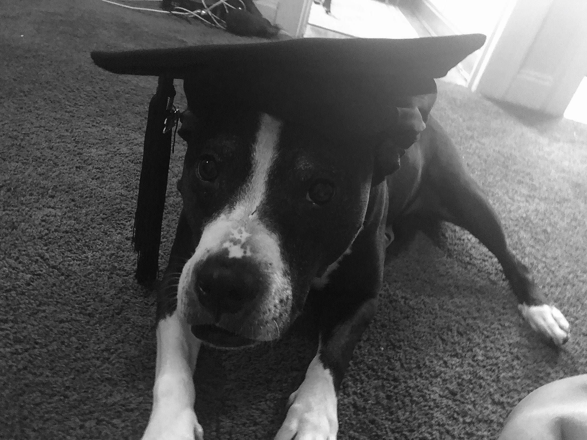 Cincy joined the competition — help win amazing prizes! american_pit_bull_terrier, american_staffordshire_terrier, black, black_and_white, canidae, carnivore, dog, dog_breed, ear, mammal, monochrome, monochrome_photography, non_sporting_group, nose, photography, pit_bull, snout, sporting_group, style, white