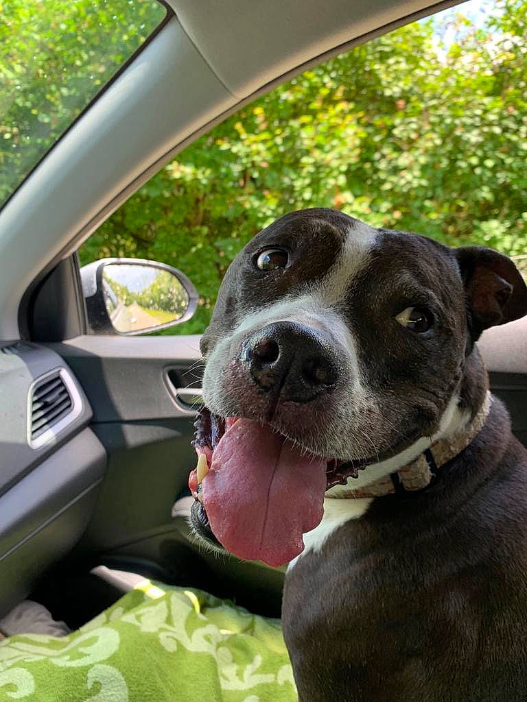 Cincy joined the competition — help win amazing prizes! american_pit_bull_terrier, american_staffordshire_terrier, bandog, canidae, carnivore, collar, dog, dog_breed, dog_collar, fawn, mammal, non_sporting_group, nose, pit_bull, plant, snout, sporting_group, staffordshire_bull_terrier, vertebrate, whiskers