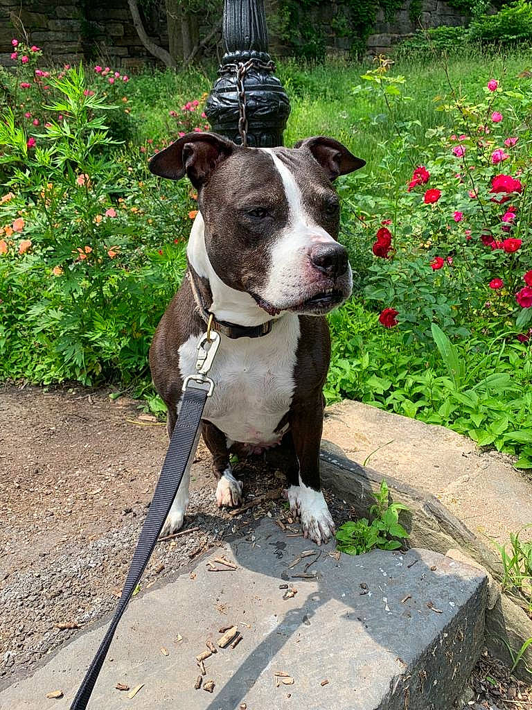 Cincy is registered to the contest to win money with this photo: adventure, american_pit_bull_terrier, american_staffordshire_terrier, canidae, carnivore, collar, dog, dog_breed, dog_collar, fawn, leash, mammal, non_sporting_group, pit_bull, plant, rare_breed_dog, snout, sporting_group, staffordshire_bull_terrier, terrier