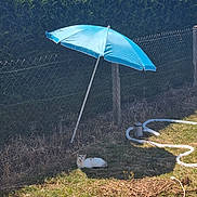 Mia a rejoint le concours — aidez-le/la à gagner de superbes lots ! animal, backyard, blue_umbrella, cat, daytime, fence, garden_hose, grass, greenery, hedge, nature, outdoor, pet, quiet, relaxing, resting, shade, summer, sunny, wire_fence