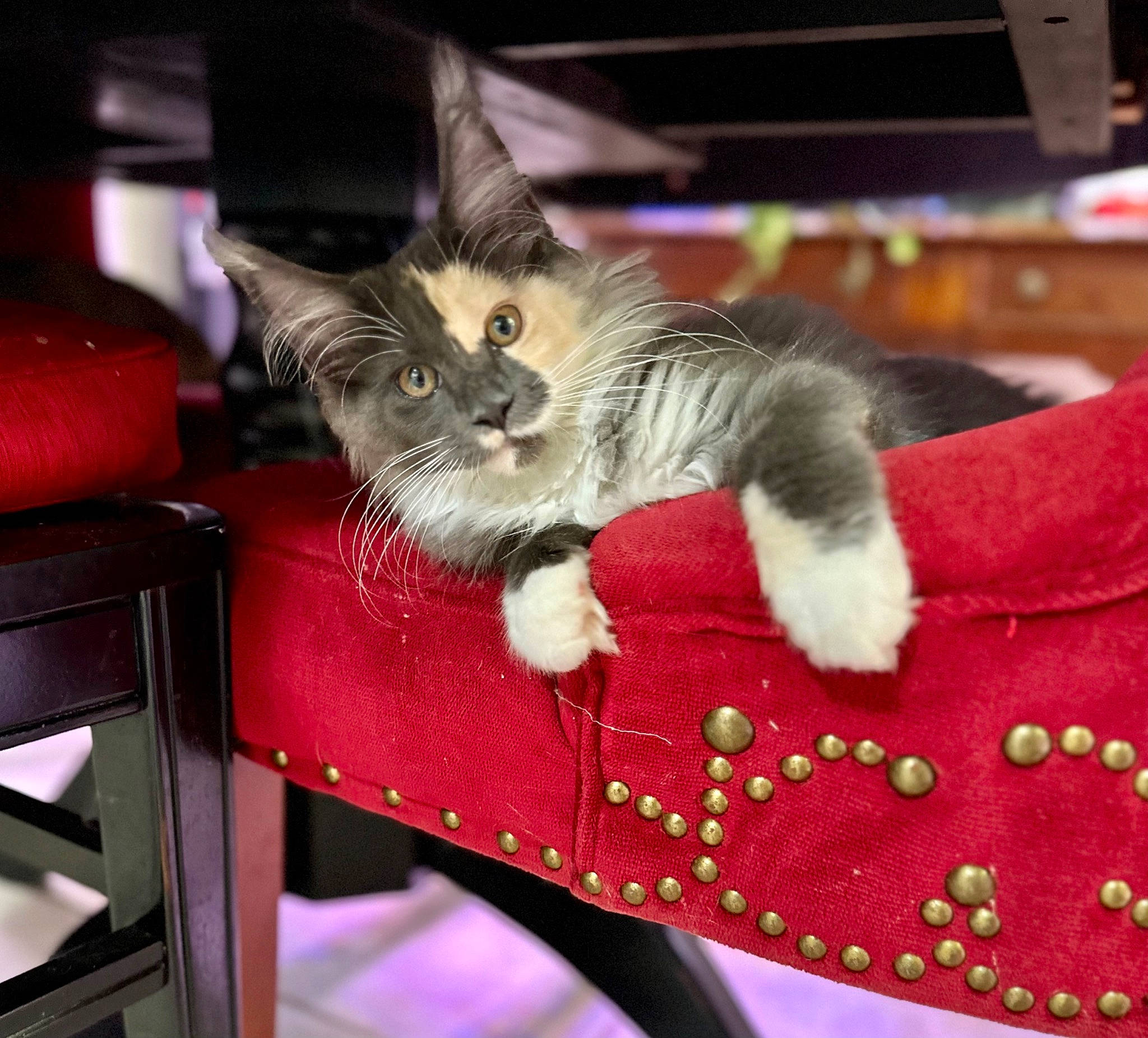 Gypsy joined the competition — help win amazing prizes! carnivore, cat, claw, comfort, domestic_short_haired_cat, felidae, fur, lap, paw, room, sitting, small_to_medium_sized_cats, snout, table, tail, whiskers, wood
