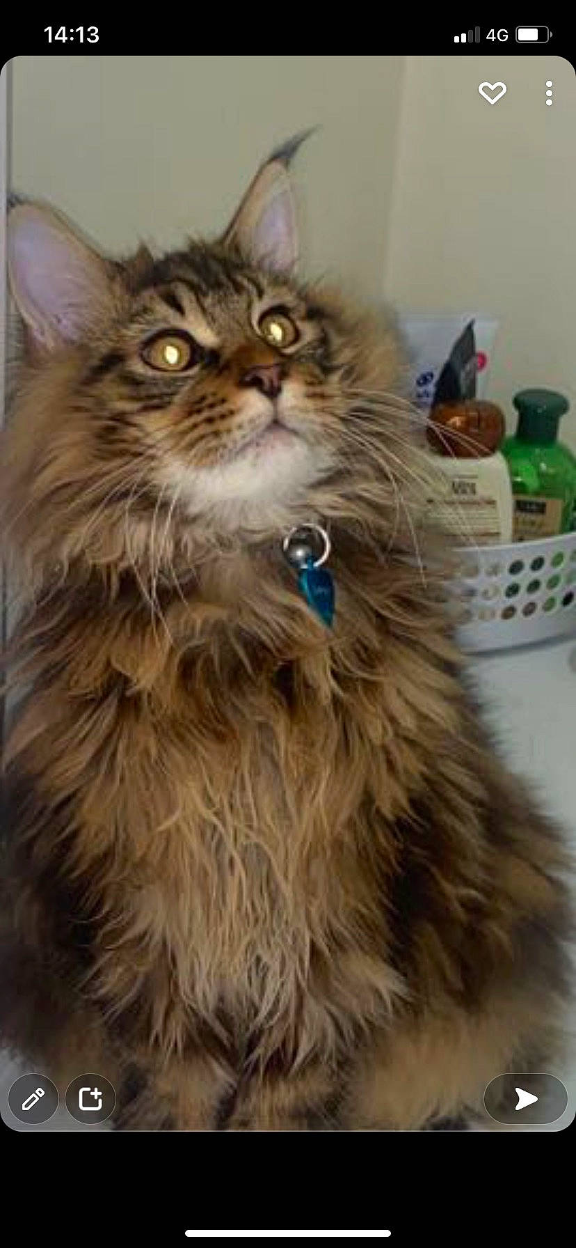 Sawyer participe au concours pour gagner de l'argent avec cette photo : box, british_longhair, carnivore, cat, fawn, felidae, fur, iris, maine_coon, small_to_medium_sized_cats, snout, terrestrial_animal, whiskers