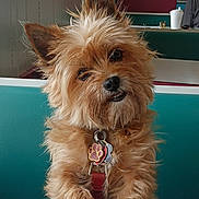 Fancy joined the competition — help win amazing prizes! dog, small_dog, fluffy, scruffy, pet, brown_fur, diner, booth, table, collar, tags, paw_tag, cute, head_tilt, waiting, indoor, furniture, human_hand, expression, companion