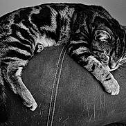 Shelby is registered to the contest to win money with this photo: animal, black_and_white, cat, chair, cozy, curled_up, cushion, feline, indoor, monochrome, nap, paws, pet, portrait, resting, sleeping, striped, tabby, tail, whiskers