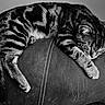 animal, black_and_white, cat, chair, cozy, curled_up, cushion, feline, indoor, monochrome, nap, paws, pet, portrait, resting, sleeping, striped, tabby, tail, whiskers