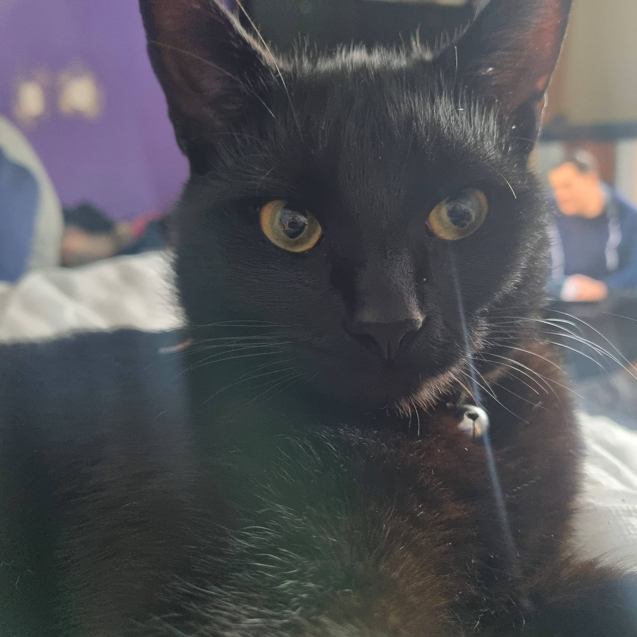 Shadow Salem Augustus joined the competition — help win amazing prizes! carnivore, cat, close_up, domestic_short_haired_cat, electric_blue, felidae, fur, small_to_medium_sized_cats, snout, terrestrial_animal, whiskers