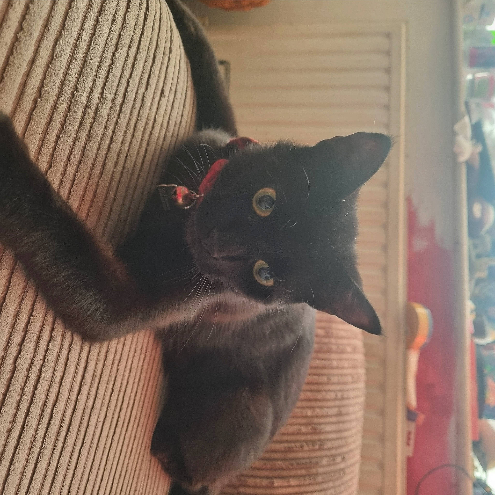 Shadow Salem Augustus is registered to the contest to win money with this photo: black_cat, carnivore, cat, chair, claw, comfort, domestic_short_haired_cat, felidae, flooring, fur, hardwood, room, small_to_medium_sized_cats, snout, tail, terrestrial_animal, whiskers, wood