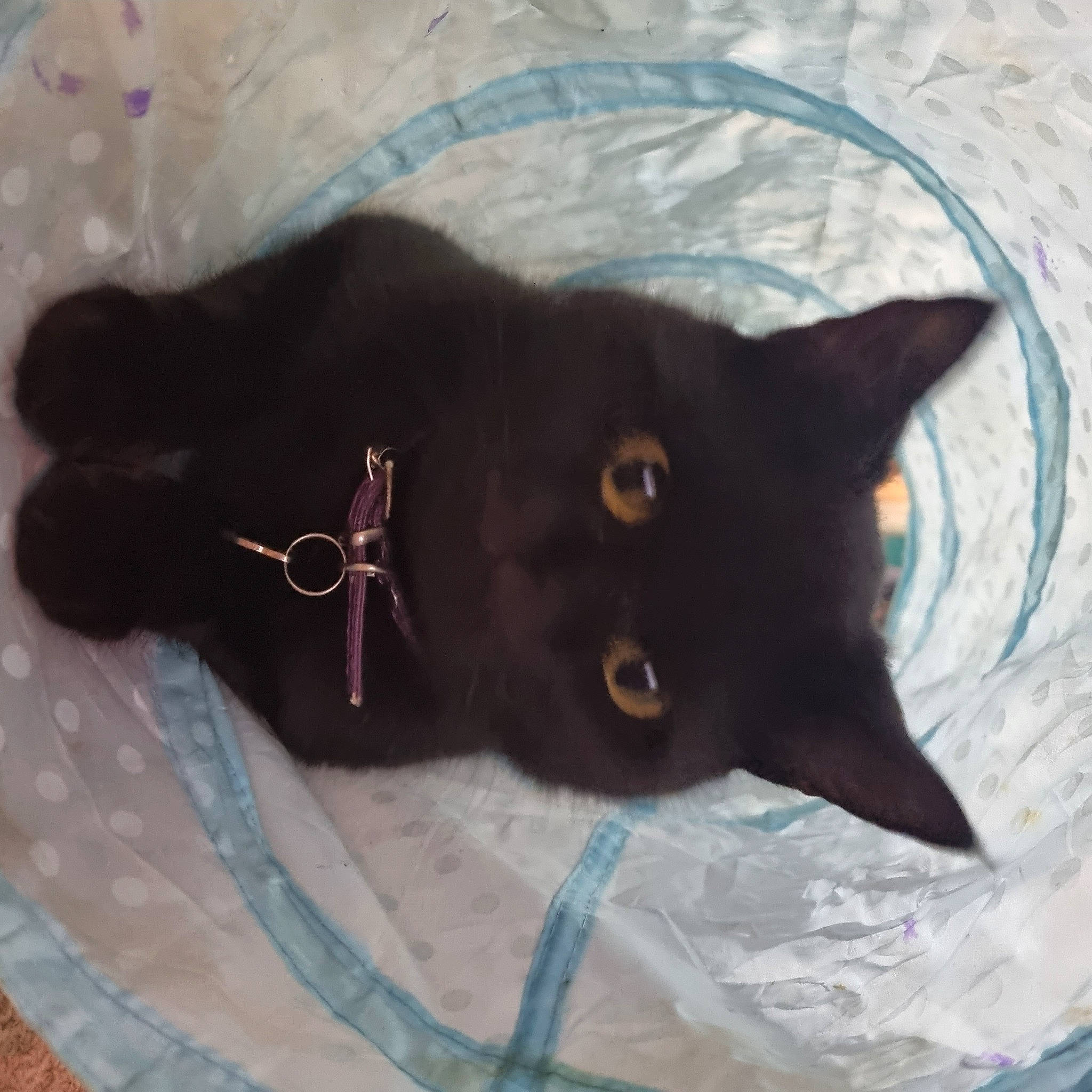 Shadow Salem Augustus joined the competition — help win amazing prizes! black_cat, bombay, carnivore, cat, comfort, domestic_short_haired_cat, felidae, fur, havana_brown, small_to_medium_sized_cats, snout, tail, terrestrial_animal, whiskers