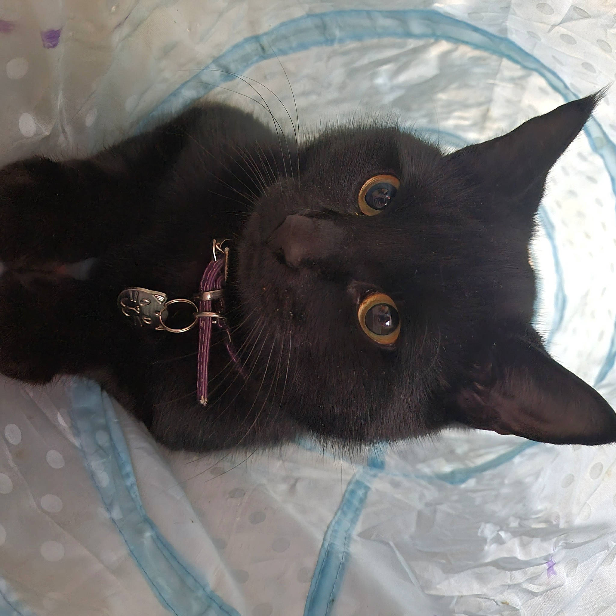 Shadow Salem Augustus