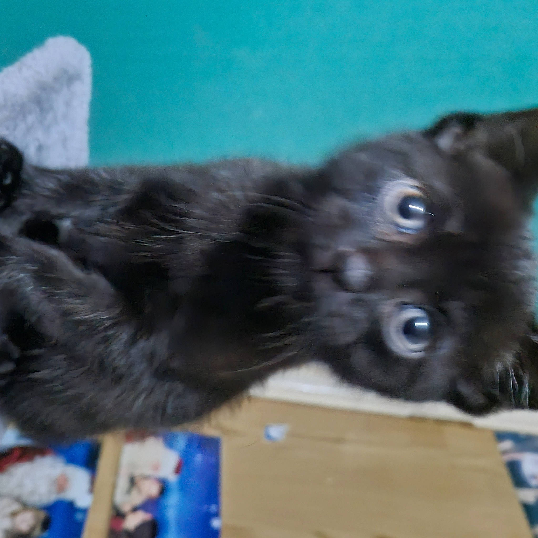 Raven Roo joined the competition — help win amazing prizes! black_cat, bombay, canidae, carnivore, cat, companion_dog, dog_breed, domestic_short_haired_cat, felidae, fur, liver, small_to_medium_sized_cats, sporting_group, terrestrial_animal, whiskers, working_animal