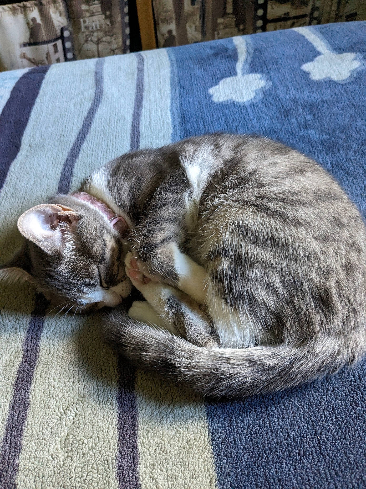 Oups a rejoint le concours — aidez-le/la à gagner de superbes lots ! carnivore, cat, claw, comfort, domestic_short_haired_cat, felidae, fur, grey, linens, nap, paw, sleep, small_to_medium_sized_cats, tail, whiskers