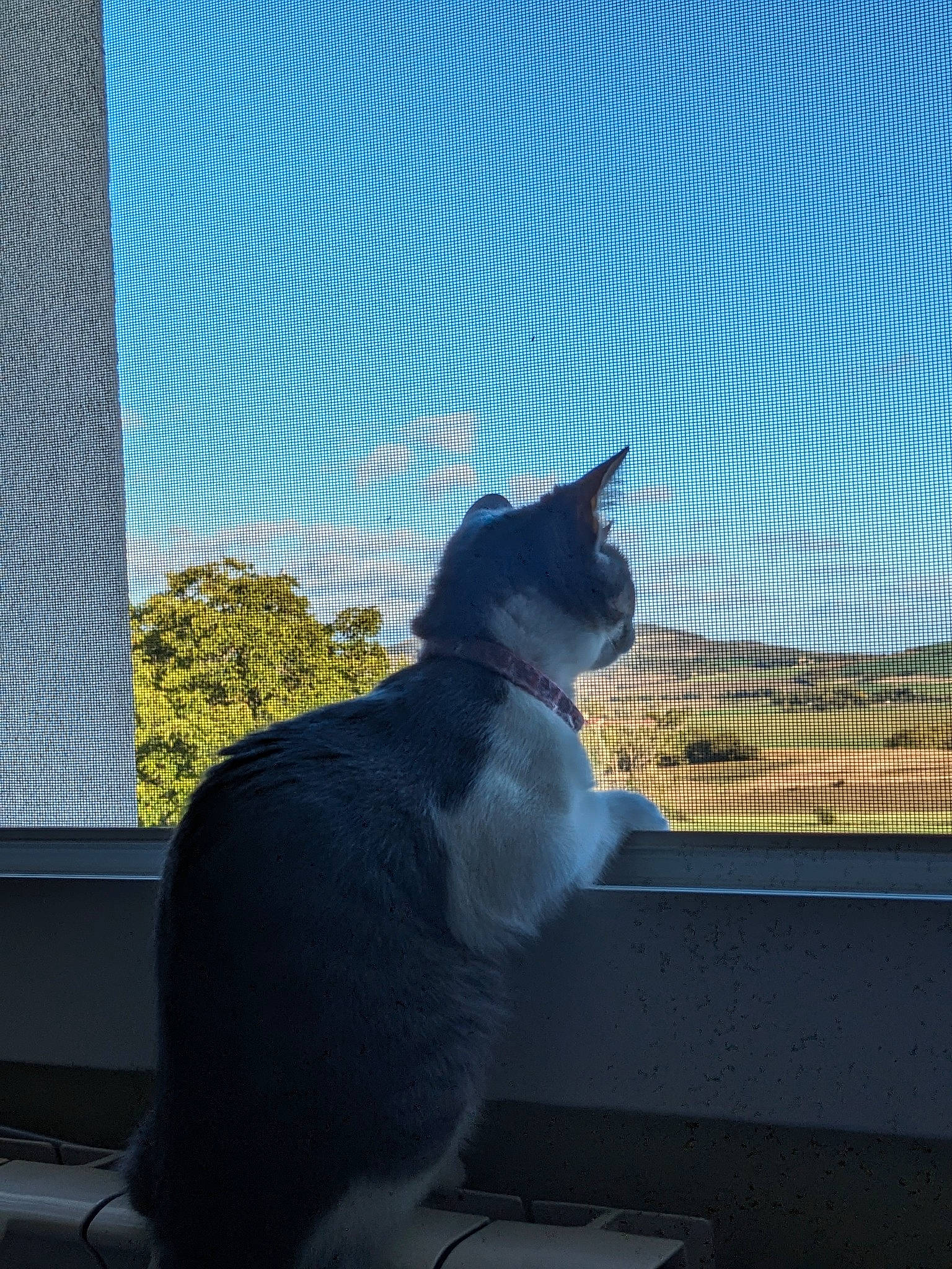 Oups a rejoint le concours — aidez-le/la à gagner de superbes lots ! carnivore, cat, domestic_short_haired_cat, electric_blue, felidae, glass, grass, grey, mesh, plant, roof, shade, sky, small_to_medium_sized_cats, snout, tail, tints_and_shades, tree, whiskers, window