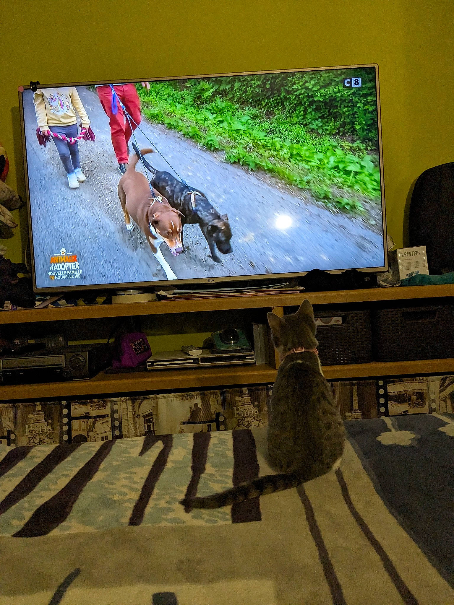 Oups participe au concours pour gagner de l'argent avec cette photo : advertising, art, display_device, flat_panel_display, flooring, games, grass, hardwood, lcd_tv, led_backlit_lcd_display, leisure, media, multimedia, projection_screen, room, signage, television_set, visual_arts, wood, world