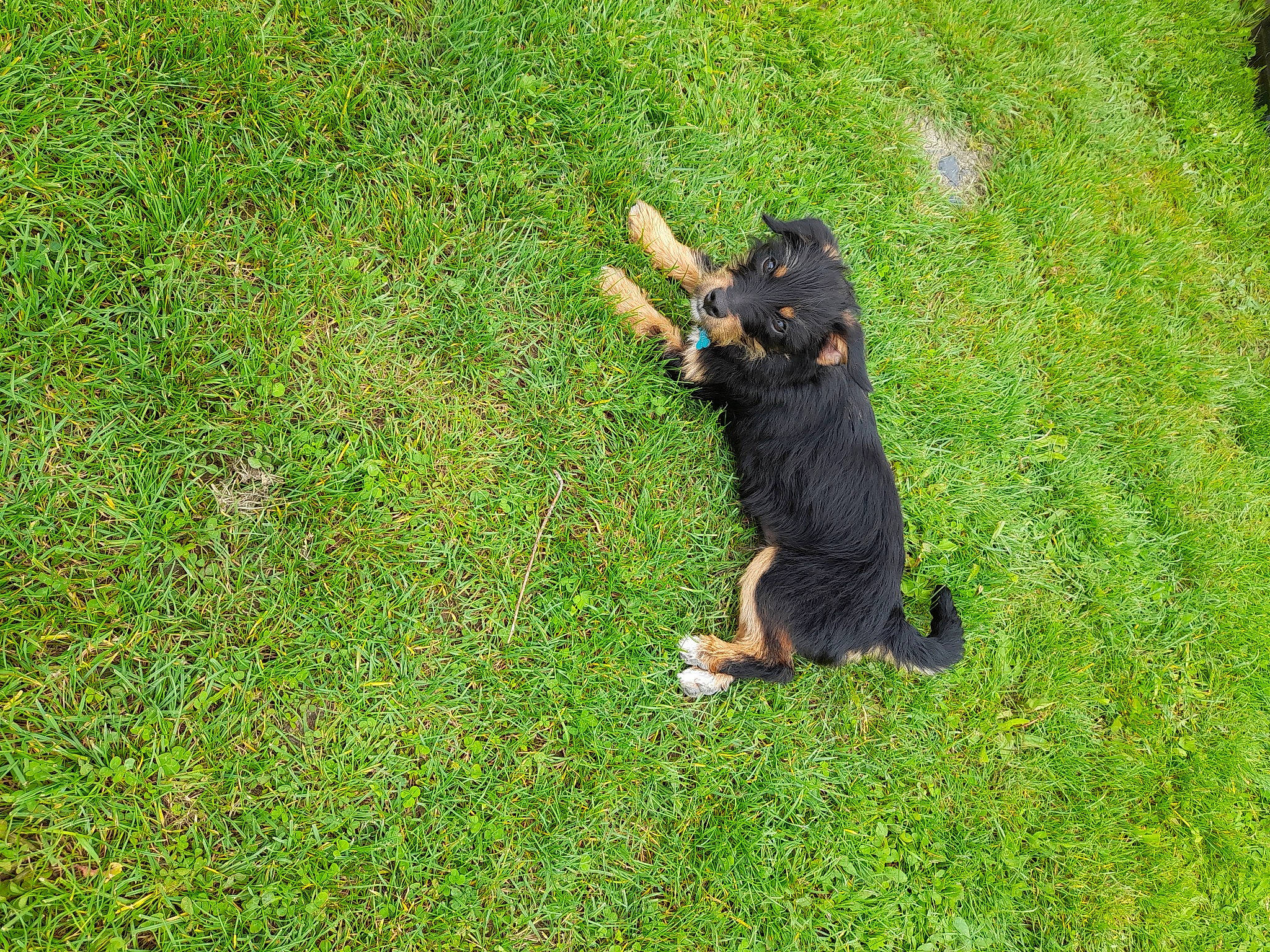 Titan participe au concours pour gagner de l'argent avec cette photo : artificial_turf, carnivore, companion_dog, dog, dog_breed, grass, grassland, groundcover, guard_dog, hunting_dog, lawn, people_in_nature, plant, shadow, shrub, tail, toy_dog, working_dog