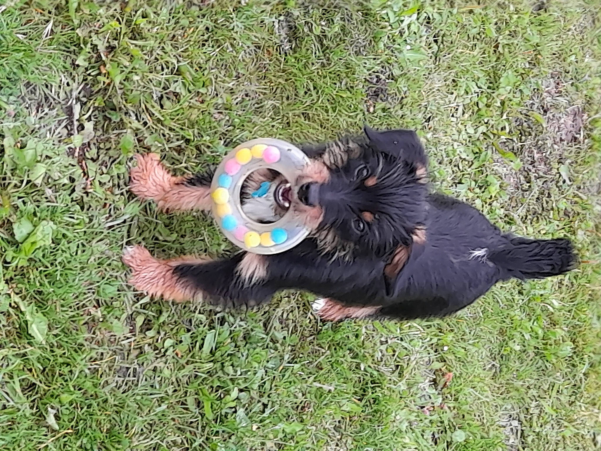 Titan a rejoint le concours — aidez-le/la à gagner de superbes lots ! ball, canidae, companion_dog, dog_breed, electric_blue, fun, grass, grass_family, grassland, groundcover, lawn, people_in_nature, plant, soil, sporting_group, tail