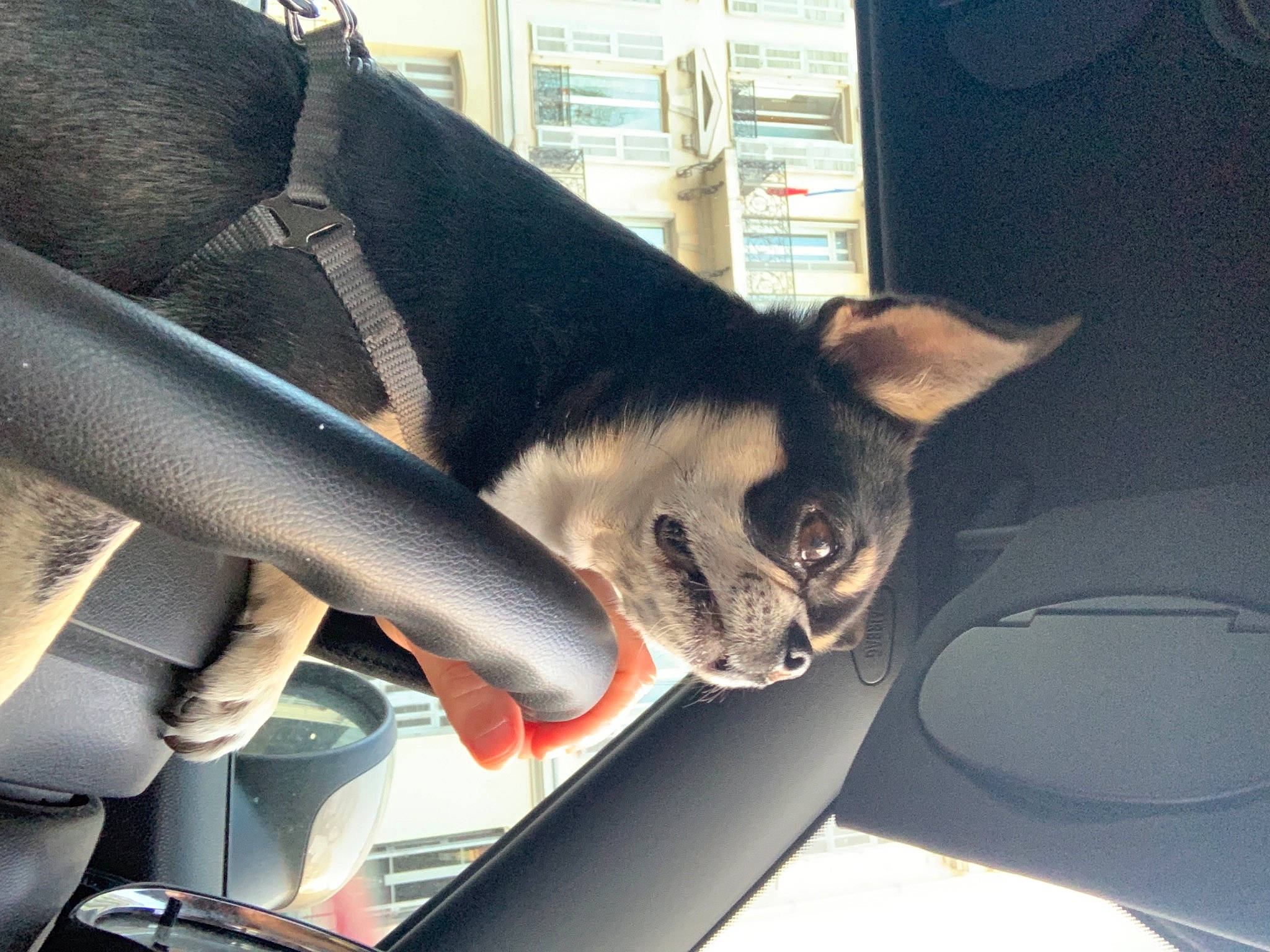 Nixon participe au concours pour gagner de l'argent avec cette photo : auto_part, automotive_design, car, carnivore, comfort, companion_dog, dog, fawn, fur, gesture, head_restraint, human_body, human_leg, snout, steering_wheel, vehicle, vehicle_door, whiskers, window, working_animal