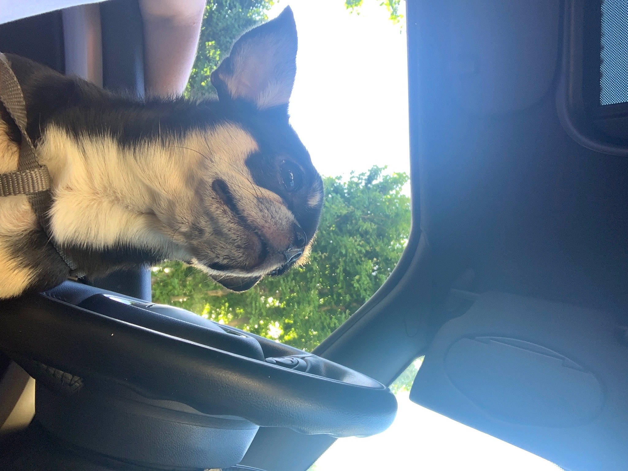 Nixon a rejoint le concours — aidez-le/la à gagner de superbes lots ! auto_part, automotive_mirror, car_seat_cover, carnivore, dog_breed, fawn, felidae, gesture, head_restraint, light, snout, steering_wheel, tints_and_shades, tree, vehicle, vehicle_door, whiskers, window, windshield, working_animal